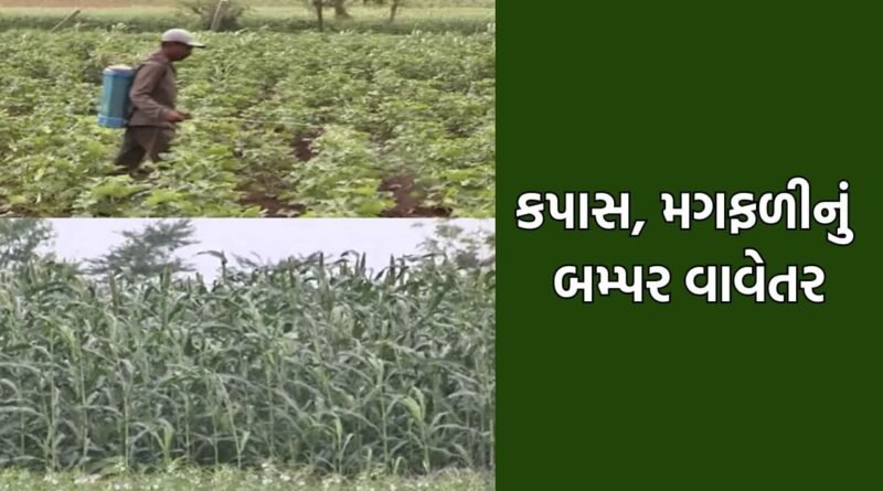 ભાવનગર જિલ્લામાં 80% વિસ્તારમાં કપાસ અને મગફળીનું વિક્રમ જનક વાવેતર, ખેડૂતોને સારા ભાવ મળવાની આશા- Video