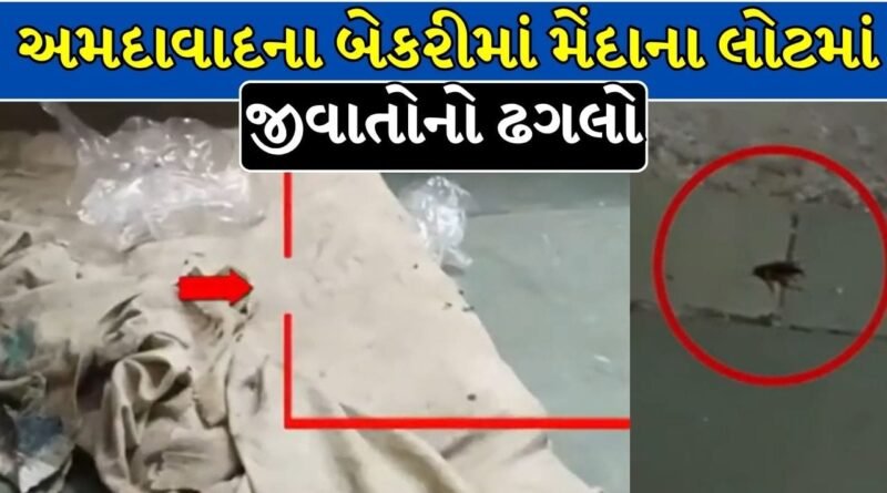Breaking News : અમદાવાદમાં AMCની મોટી કાર્યવાહી ! બે જાણીતી બેકરી સીલ, મેંદાના લોટમાં જીવાતોનો મળ્યો ઢગલો – જુઓ Video