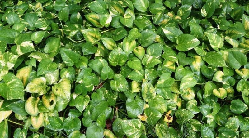 Money Plant Growth Tips : મની પ્લાન્ટનો ગ્રોથ વધારવો છે ? ઘરે જ તૈયાર કરો ઓર્ગનીક લિક્વિડ ખાતર, જાણો ઉપયોગ કરવાની સાચી રીત