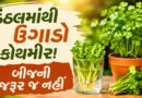 How to Grow Coriander Plant : કોથમીરની ડાંડી ફેંકતા પહેલા 1 મિનિટ આ વાંચી લો, ઘરે જ ઉગશે નવો છોડ!