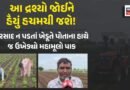 ₹70 હજાર ખર્ચીને ઉગાડેલી મગફળી બરબાદ, વરસાદ ખેંચાતા રાજકોટના ખેડૂતે ટ્રેક્ટર ફેરવી પાક ઉખેડી નાખ્યો