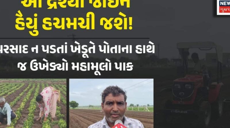 ₹70 હજાર ખર્ચીને ઉગાડેલી મગફળી બરબાદ, વરસાદ ખેંચાતા રાજકોટના ખેડૂતે ટ્રેક્ટર ફેરવી પાક ઉખેડી નાખ્યો
