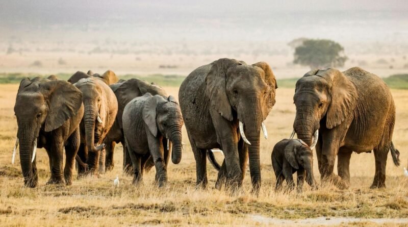 World Elephant Day : ભારતમાં આ સ્થળ હાથીઓ માટે સ્વર્ગ અને મુસાફરી માટે બેસ્ટ લોકેશન, બાળકોને ફરવા જરુર લઈ જાવ