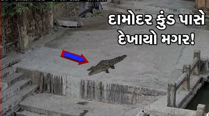 Junagadh Breaking : દામોદર કુંડ પાસે મગર દેખાતા દહેશત ! શ્રદ્ધાળુઓને સાવચેત રહેવા કરાઈ અપીલ