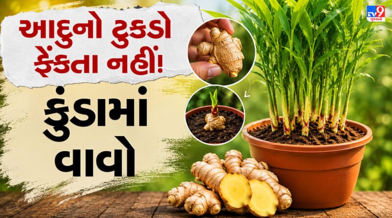 How to Grow Ginger at Home in a Pot : ઘરે જ ઉગાડો આદુનો છોડ, બજારમાંથી ખરીદવાની જરૂર નહીં પડે : જાણો સરળ રીત