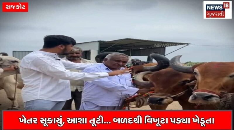 દુષ્કાળની ભયાનકતાના હ્રદય ચીરતા દ્રશ્યો, ખેડૂત અને બળદનો વર્ષો જૂનો સાથ છૂટ્યો