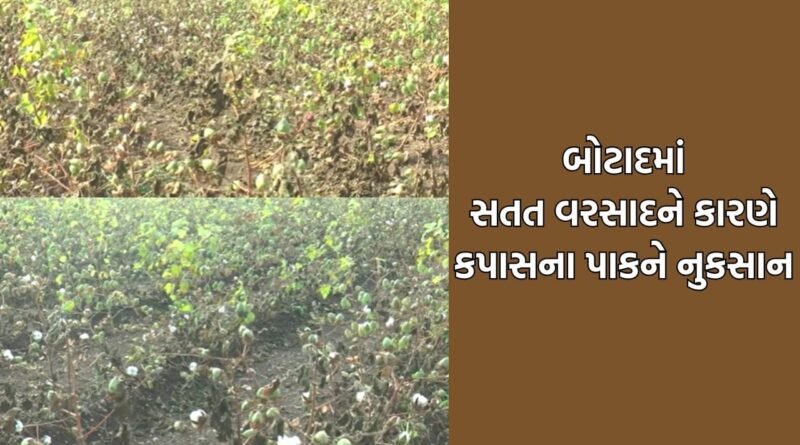 Botad: પહેલા ઓછા વરસાદે રડાવ્યા હવે સતત વરસતા ઠંડા પાણીને કારણે ખેડૂતો પાયમાલ થયા- Video