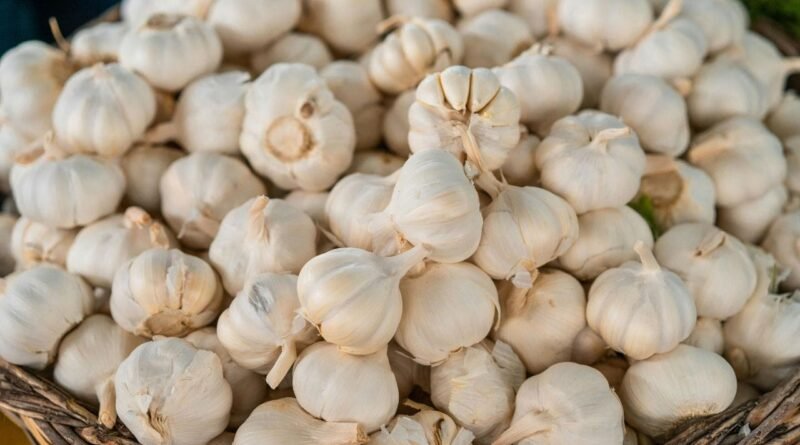 Garlic Storage Tips: લસણ કેટલા દિવસ સુધી સારું રહે છે? જાણો સ્ટોર કરવાની સરળ રીત અને બગડેલા લસણની ઓળખ