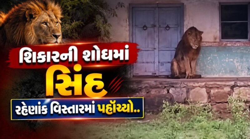 Breaking News : અમરેલીમાં સિંહ શિકારની શોધમાં રહેણાંક વિસ્તારમાં પહોંચ્યો, પછી જુઓ શું થયું?