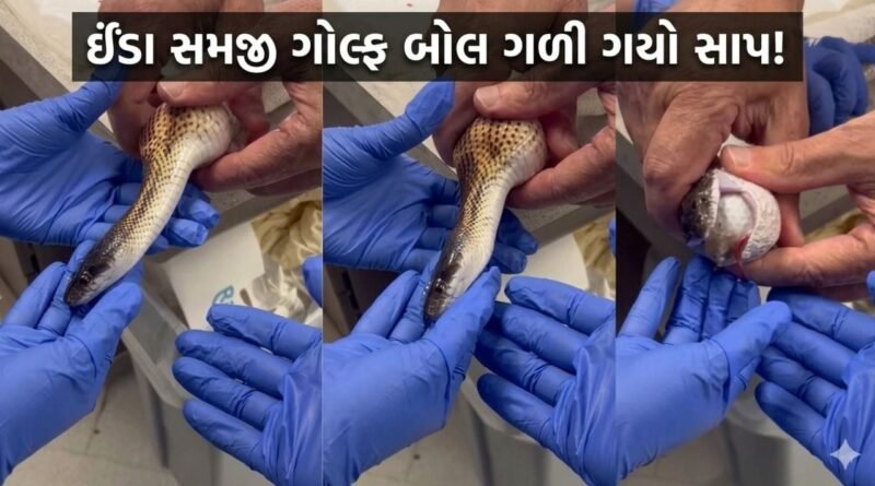 Trending Video : ઈંડા સમજી ‘ગોલ્ફ બોલ’ ગળી ગયો સાપ! પેટમાંથી બોલ બહાર કાઢી ડોક્ટરોએ આ રીતે બચાવ્યો જીવ