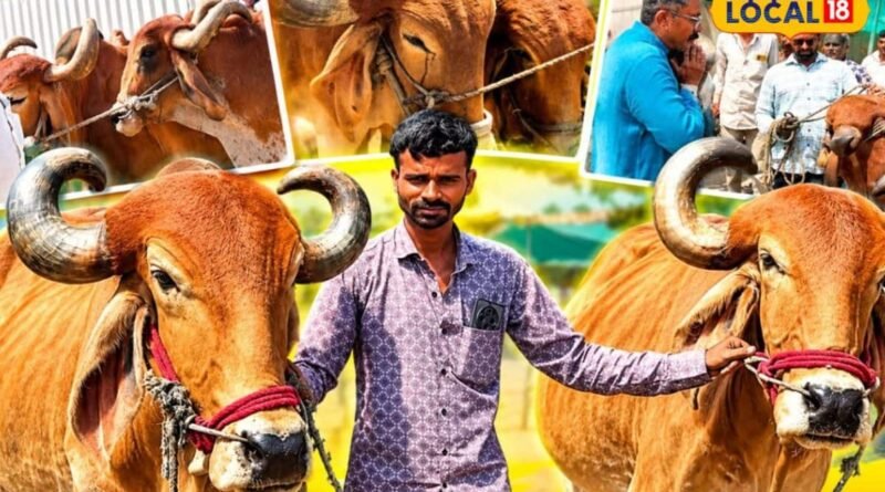 વરસાદ ખેંચાતા ખેડૂતો મજબૂર, સદ્ભાવના બળદ આશ્રમમાં 10 દિવસમાં 1500થી વધુ બળદો પહોંચ્યા