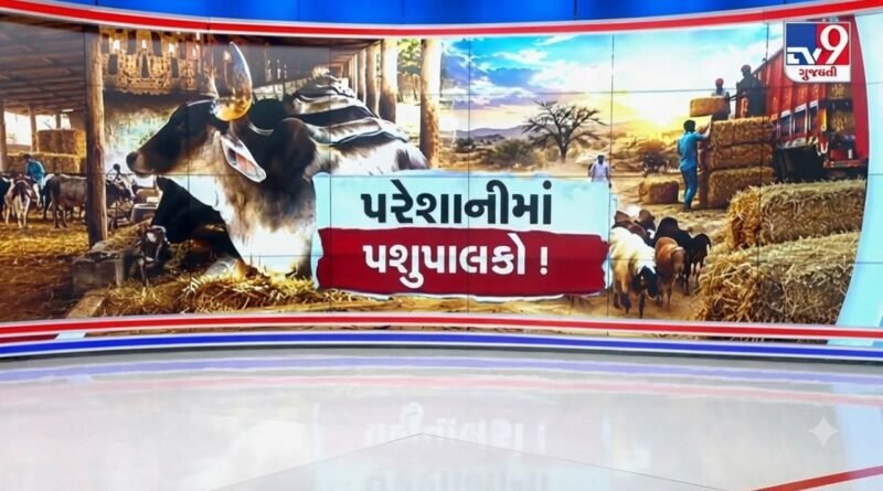 સૌરાષ્ટ્ર અને કચ્છમાં વરસાદી ઘટના કારણે ઘાસચારાના ભાવમાં ભડકો, પશુપાલકો કફોડી સ્થિતિમાં