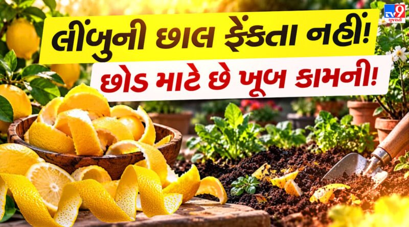 Lemon Peels For Plants : લીંબુ નિચોવીને છાલ ફેંકતા પહેલા થોભો ! છોડ માટે આ રીતે કરો ઉપયોગ
