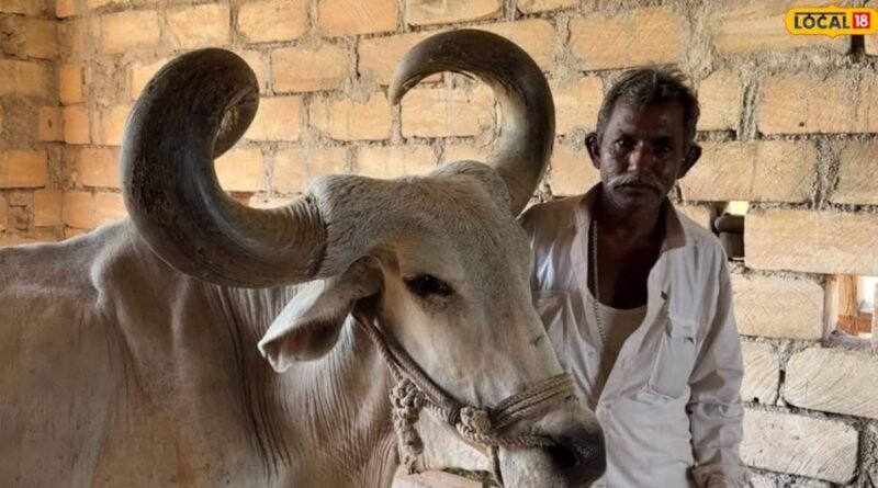 બળદને આશ્રમમાં મૂક્યો, આખી રાત ઊંઘ ન આવી, બીજા દિવસે જે કર્યું તે હૃદયસ્પર્શી બળદને આશ્રમમાં મૂક્યો, આખી રાત ઊંઘ ન આવી, બીજા દિવસે જે કર્યું તે હૃદયસ્પર્શી