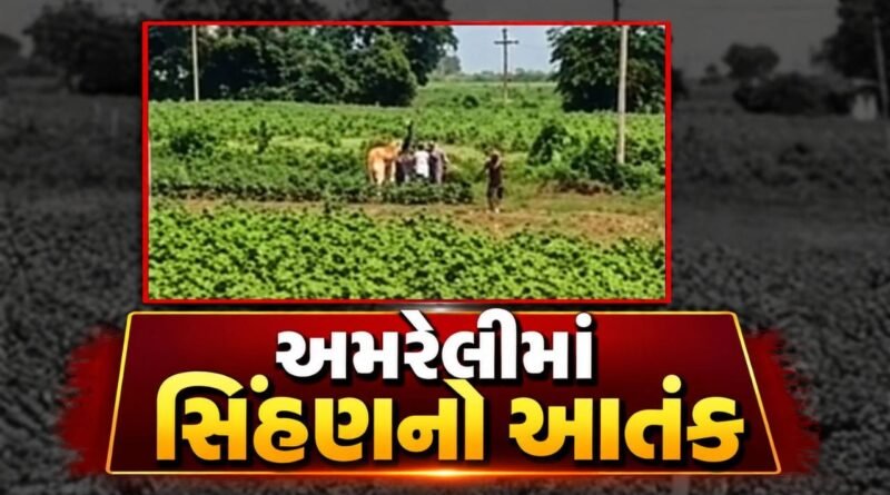 Breaking News : અમરેલીમાં સિંહણનો આતંક યથાવત, ત્રણ ઘટનાઓમાં અત્યાર સુધીમાં પાંચ લોકો ઈજાગ્રસ્ત, જુઓ Video