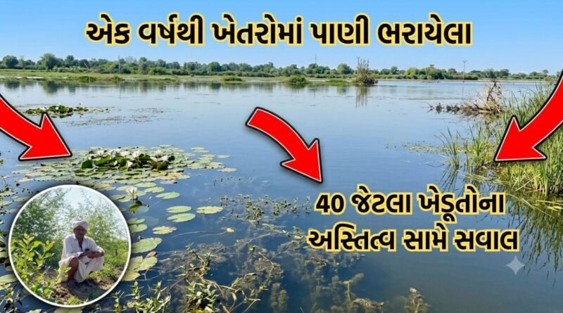 વાવ-થરાદના ખેડૂતો છેલ્લા એક વર્ષથી ખેતરોમાં ભરાયેલા પાણીથી ત્રાહિમામ, 40 થી વધુ ખેડૂતોના અસ્તિત્વ સામે સવાલ વાવ-થરાદના ખેડૂતો છેલ્લા એક વર્ષથી ખેતરોમાં ભરાયેલા પાણીથી ત્રાહિમામ, 40 થી વધુ ખેડૂતોના અસ્તિત્વ સામે સવાલ