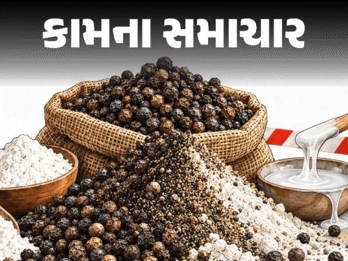 ‘મસાલાઓની રાણી’માં ઝેરનું ભેળસેળ!:ઘરે બેઠાં 5 રીતે કરો અસલી-નકલી કાળાં મરીની ઓળખ, જાણો હેલ્થ રિસ્ક અને બચવાના ઉપાયો ‘મસાલાઓની રાણી’માં ઝેરનું ભેળસેળ!:ઘરે બેઠાં 5 રીતે કરો અસલી-નકલી કાળાં મરીની ઓળખ, જાણો હેલ્થ રિસ્ક અને બચવાના ઉપાયો
