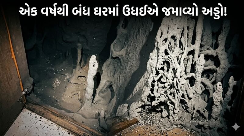 Trending video : એક વર્ષથી બંધ હતું ઘર, રસોડાના કેબિનેટ ખોલતાં ઉધઈનું ‘સામ્રાજ્ય’ જોઈને લોકો ચોંક્યા Trending video : એક વર્ષથી બંધ હતું ઘર, રસોડાના કેબિનેટ ખોલતાં ઉધઈનું ‘સામ્રાજ્ય’ જોઈને લોકો ચોંક્યા
